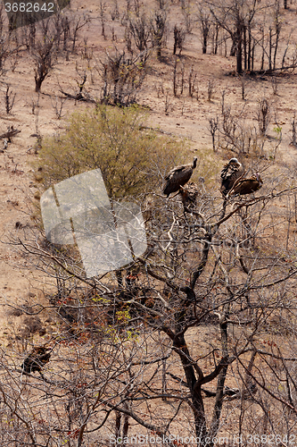 Image of flock of White backed vulture