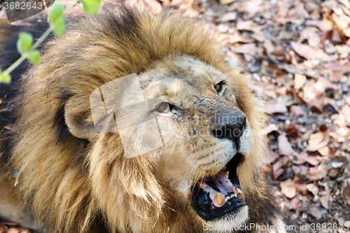 Image of Portrait of Lion with open mouth shoving big teeth. 