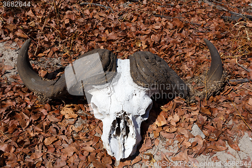 Image of buffalo skull in Okavango delta landscape