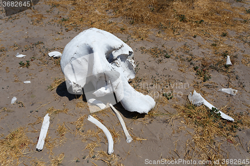 Image of elephant skull in Okavango delta landscape