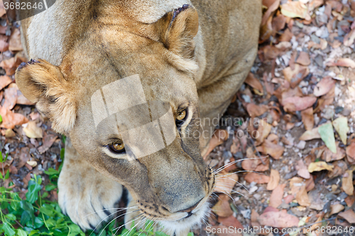 Image of Portrait of Lion female