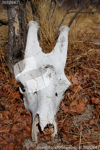 Image of giraffe skull in Okavango delta landscape