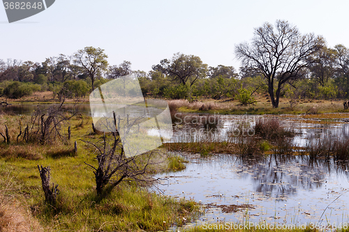 Image of landscape in the Okavango swamps