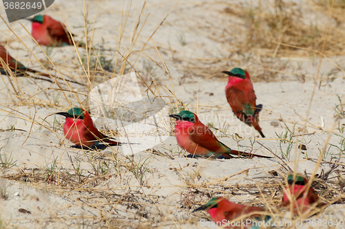 Image of large nesting colony of Nothern Carmine Bee-eater