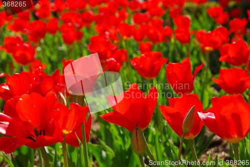 Image of Red tulips