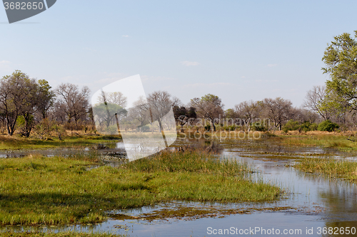 Image of landscape in the Okavango swamps