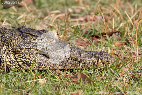 Image of Portrait of a Nile Crocodile