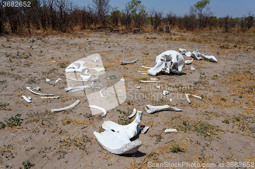 Image of elephant bones in Okavango delta landscape