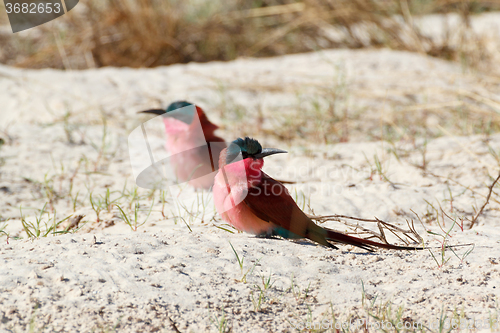 Image of large nesting colony of Nothern Carmine Bee-eater