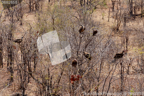 Image of flock of White backed vulture