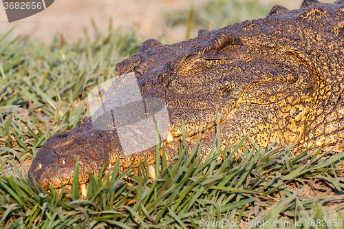 Image of Portrait of a Nile Crocodile