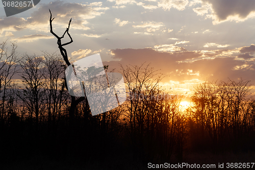 Image of African sunset with tree in front