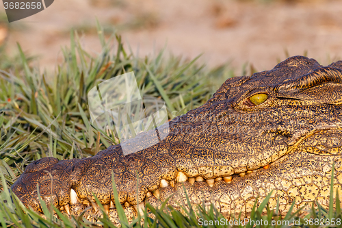 Image of Portrait of a Nile Crocodile