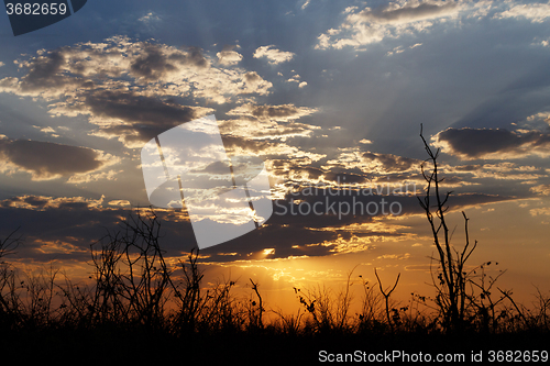 Image of African sunset with tree in front