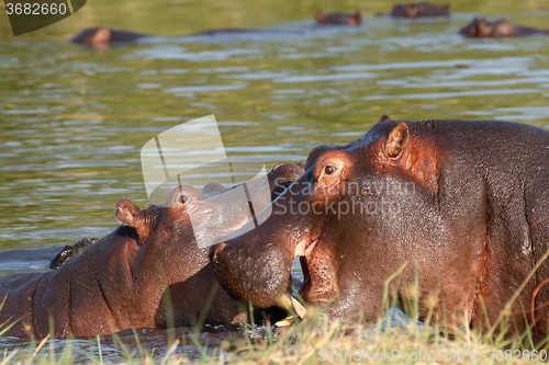 Image of Two fighting young male hippopotamus Hippopotamus