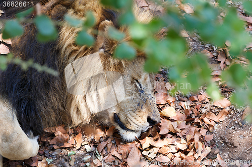 Image of Portrait of big sleeping male Lion