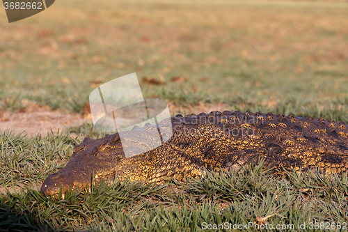 Image of Portrait of a Nile Crocodile