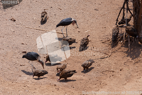Image of flock of White backed vulture