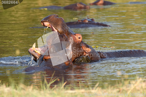 Image of Two fighting young male hippopotamus Hippopotamus