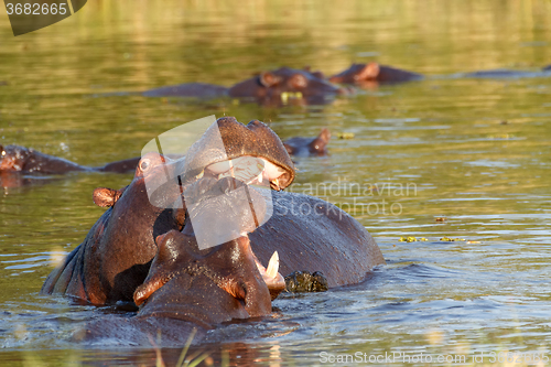 Image of Two fighting young male hippopotamus Hippopotamus