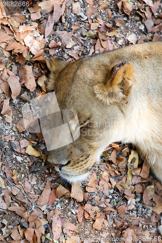 Image of Portrait of big sleeping female Lion