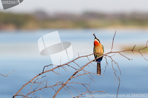 Image of White fronted Bee-eater on tree