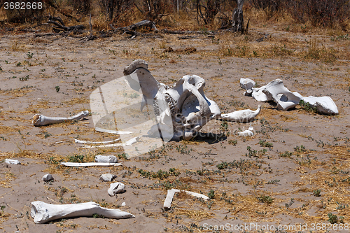 Image of elephant bones in Okavango delta landscape