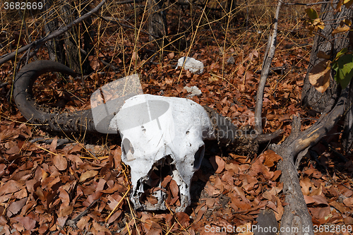 Image of buffalo skull in Okavango delta landscape