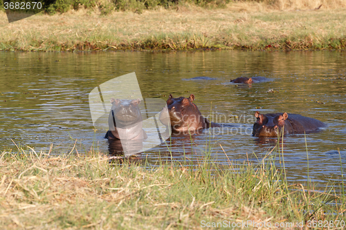 Image of portrait of Hippo Hippopotamus Hippopotamus