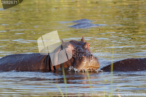 Image of portrait of Hippo Hippopotamus Hippopotamus