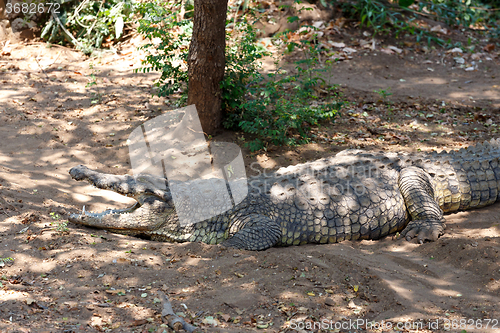 Image of Portrait of a Nile Crocodile