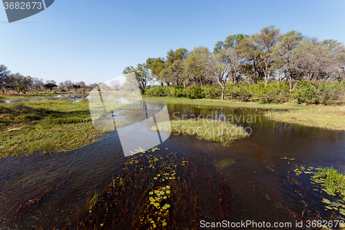 Image of landscape in the Okavango swamps