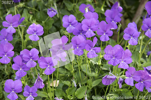 Image of Violet flowers