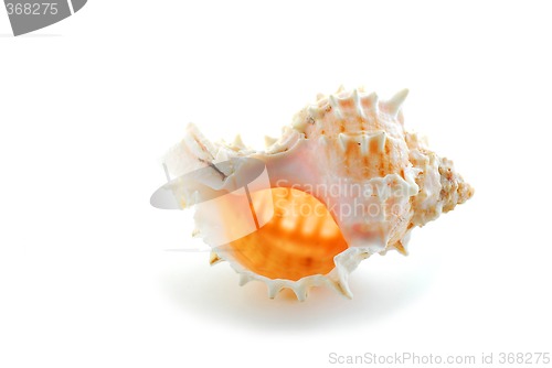 Image of Sea shell