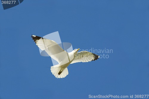 Image of Flying bird