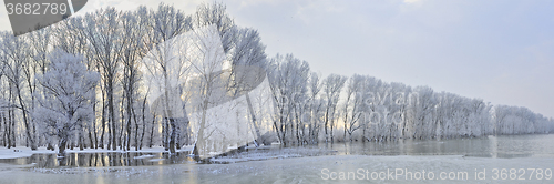 Image of Frosty winter trees