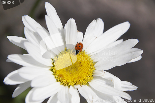 Image of Daisy