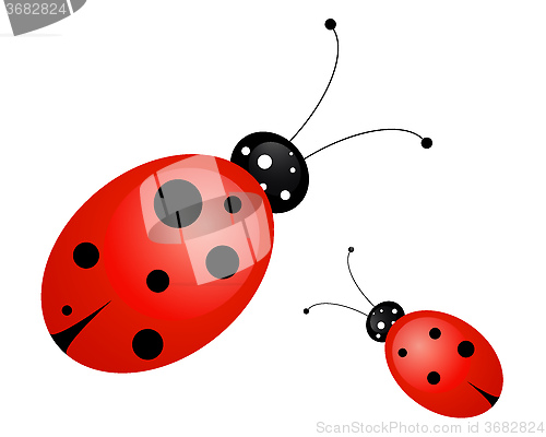 Image of ladybug