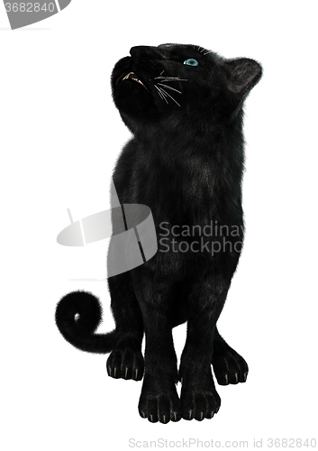 Image of Big Cat Black Panther