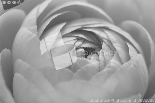 Image of Ranunculus flower petals