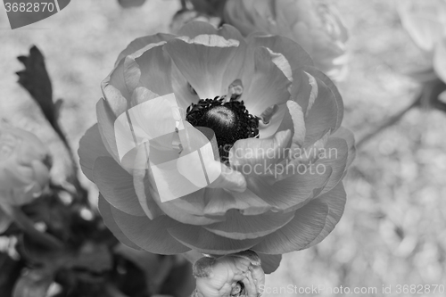 Image of Ranunculus flower