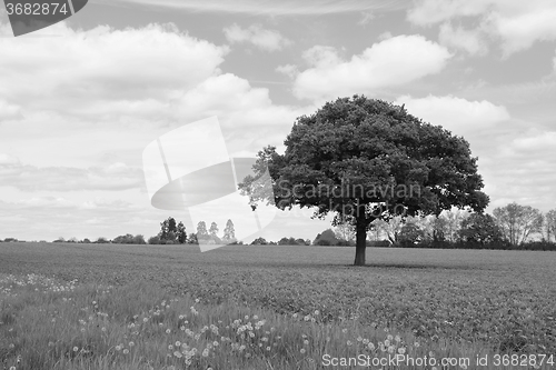 Image of Lone oak tree in a field