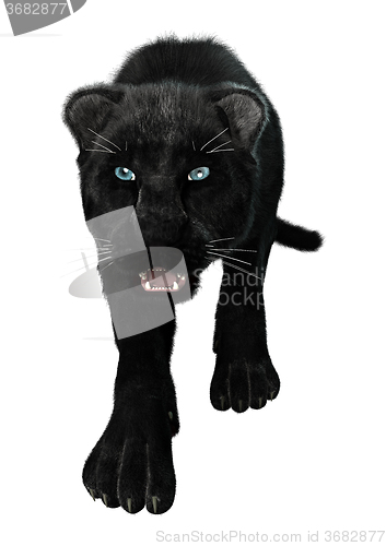 Image of Big Cat Black Panther