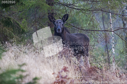 Image of moose calf in the forest