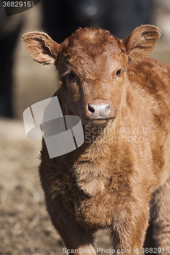 Image of brown calf