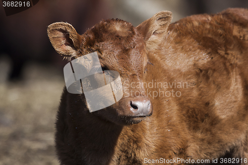 Image of brown calf