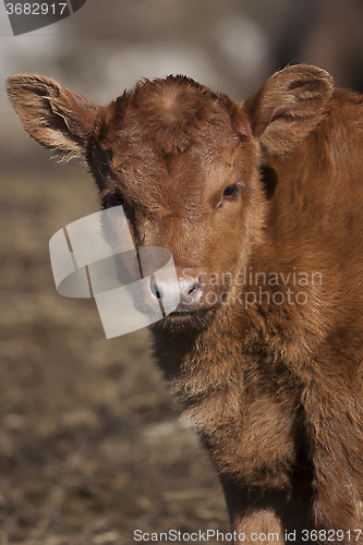 Image of brown calf