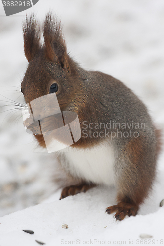 Image of red squirrel