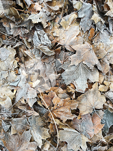 Image of Frozen Leaves