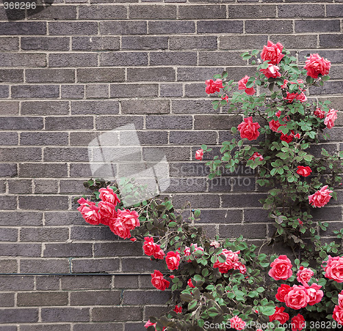 Image of Roses on brick wall